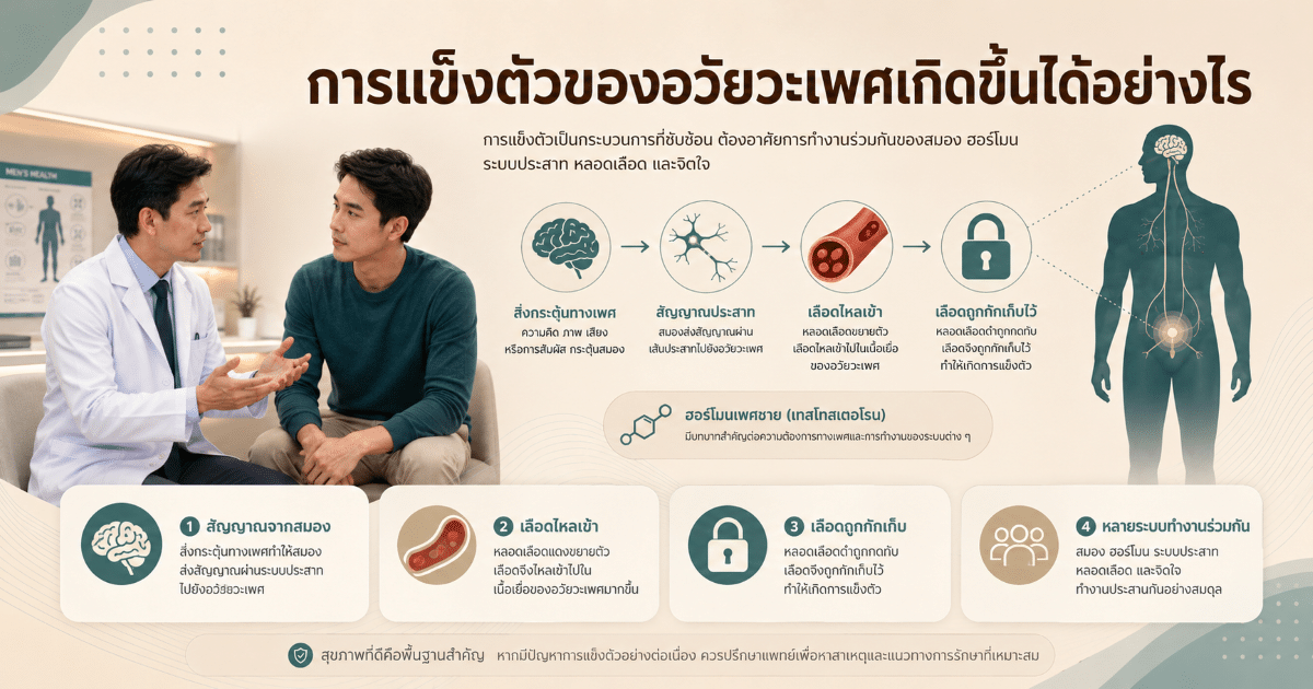 การแข็งตัวของอวัยวะเพศเกิดขึ้นได้อย่างไร