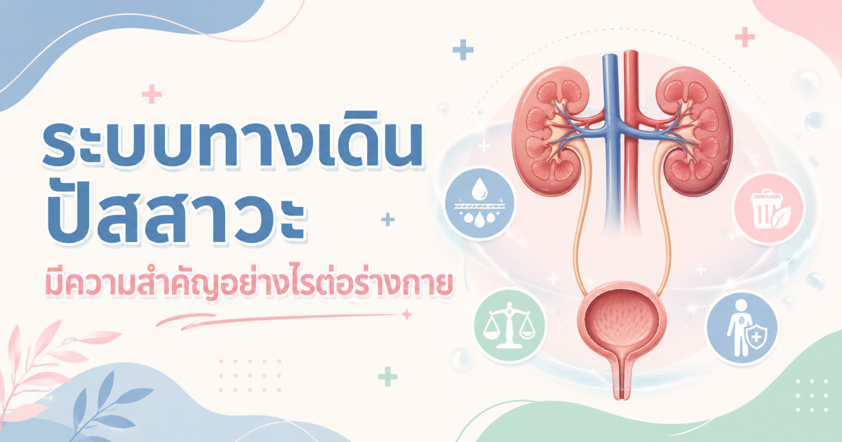 ระบบทางเดินปัสสาวะ มีความสำคัญอย่างไรต่อร่างกาย