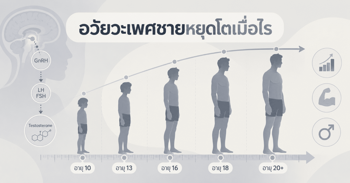 อวัยวะเพศชายหยุดโตเมื่อไร